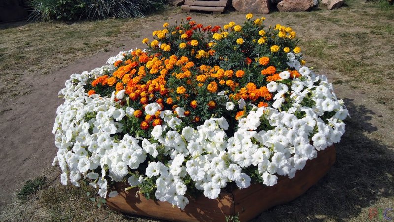 Клумба петуния бархатцы Цинния