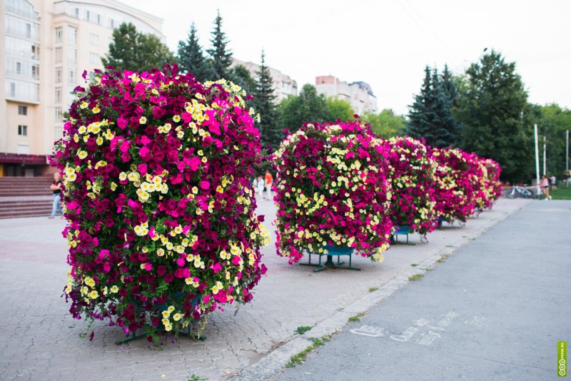 Петуния дерево Цветочное
