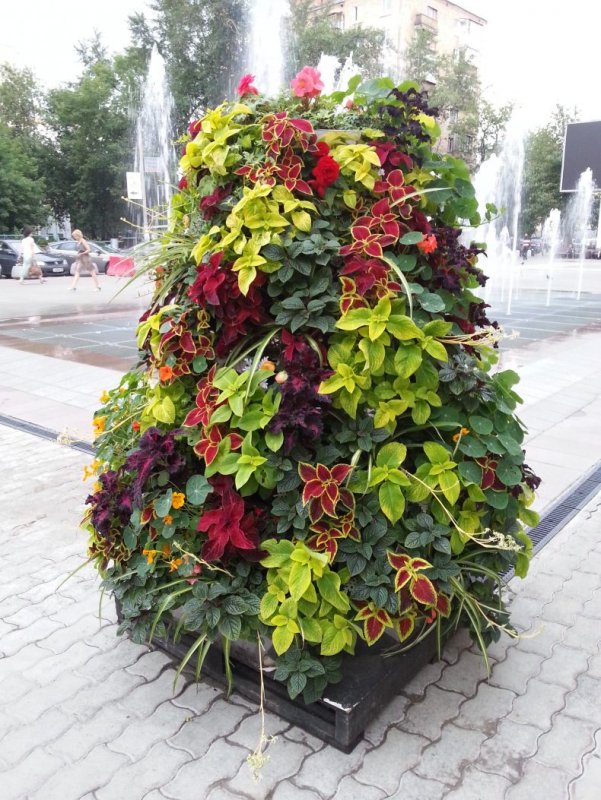 Бордюр из петунии