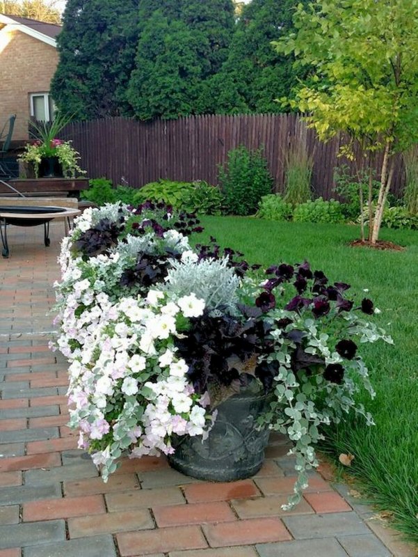 Petunia Primrose