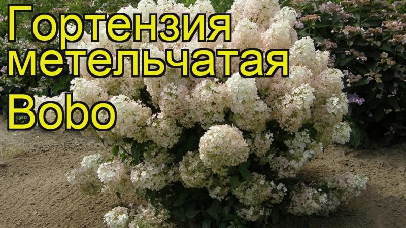 Гортензия Биг-Бен метельчатая