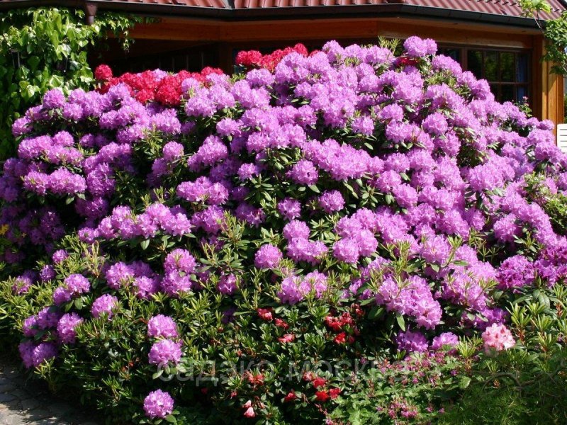 Рододендрон гибридный catawbiense grandiflorum