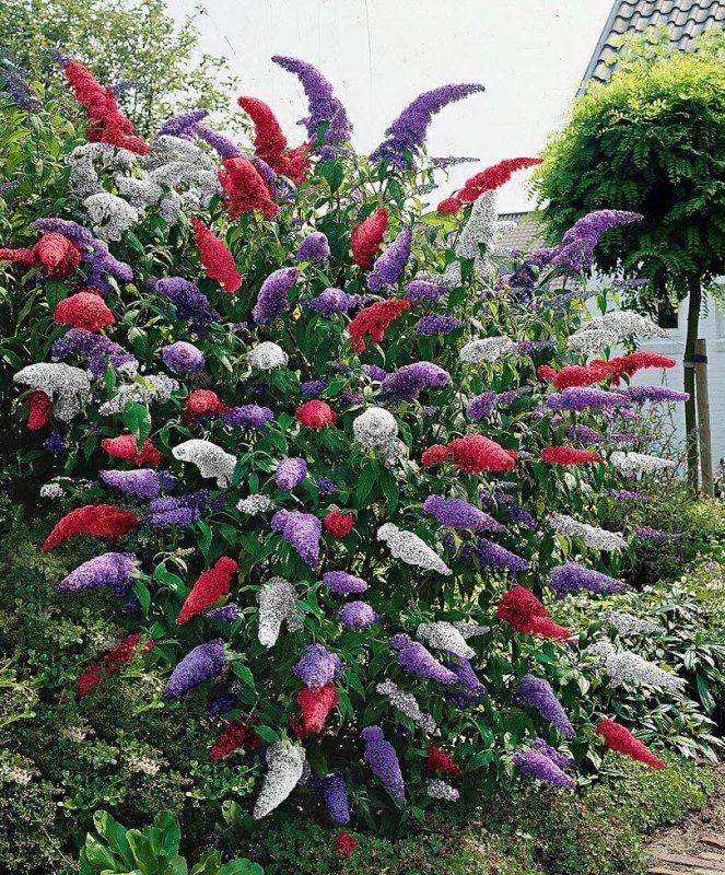 Буддлея Давида Buddleja davidii