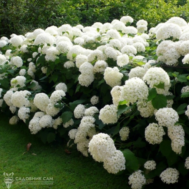 Гортензия древовидная (Hydrangea arborescens `Annabelle`)