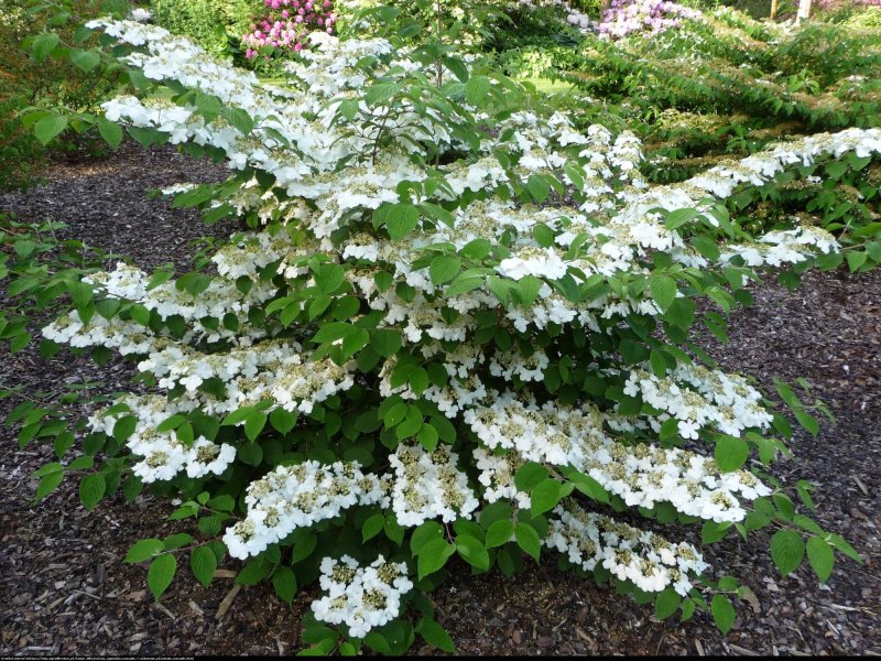 Калина складчатая Каскад / Viburnum plicatum Cascade