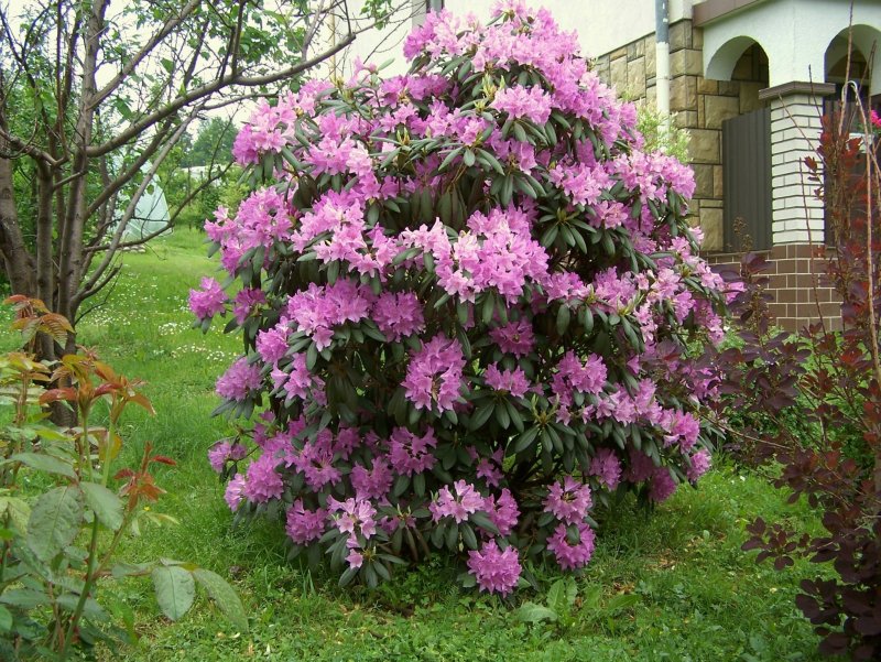 Рододендрон катевбинский грандифлорум