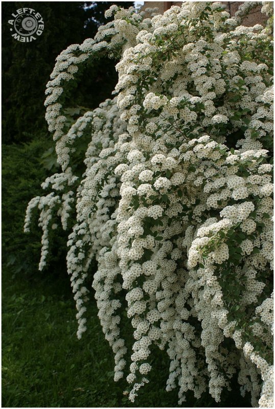 Спирея ниппонская Spiraea nipponica June Bride