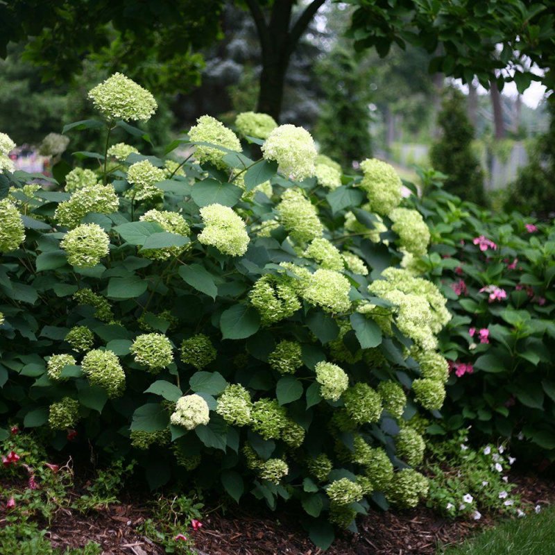 Hydrangea arborescens grandiflora