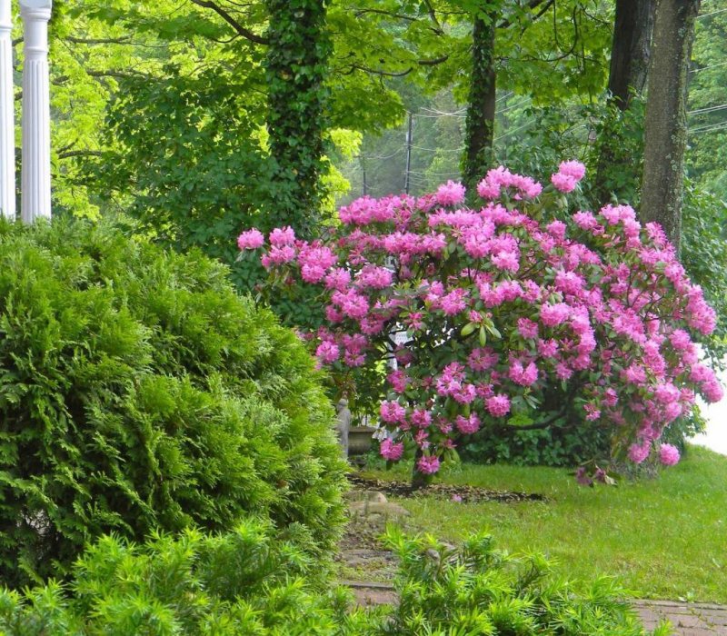Гортензия Hydrangea