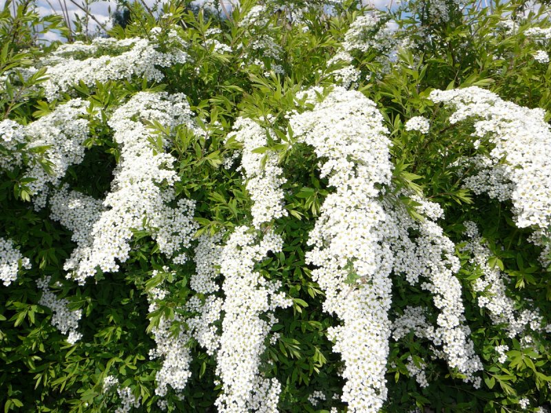 Рододендрон куст в ландшафте