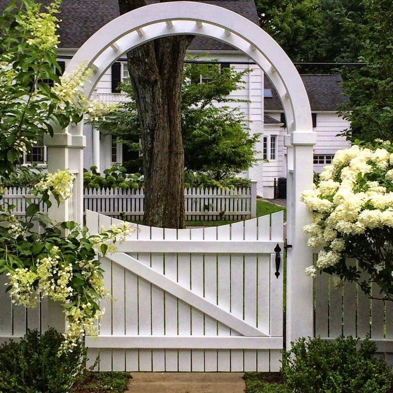 Гарден гейт (Garden Gate) плетистая