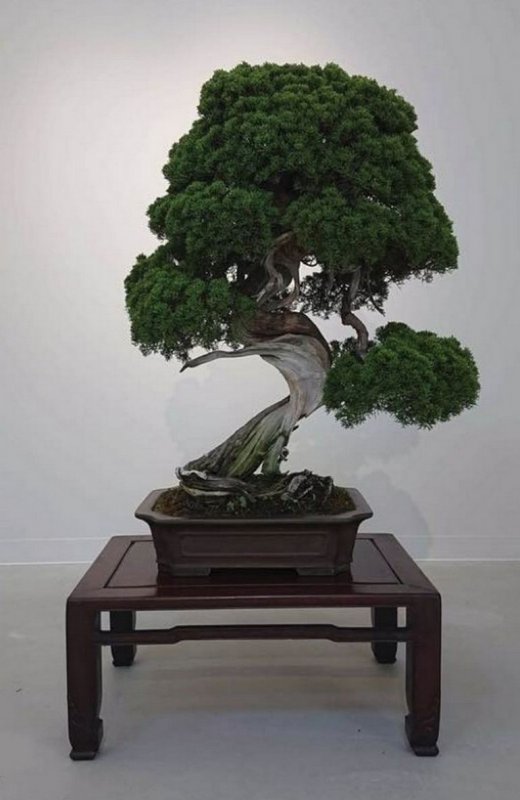 Juniper Bonsai Tree