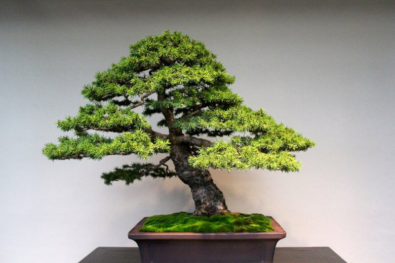 Бонсай Zelkova