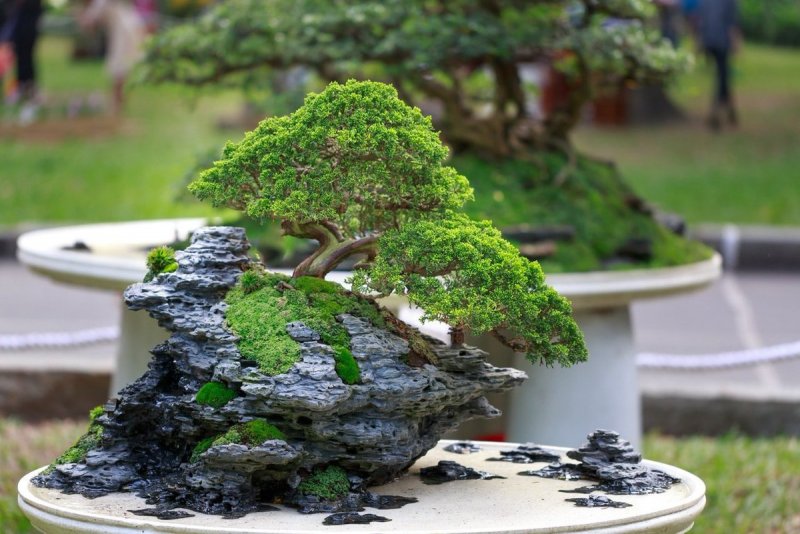 Bonsai Tigers