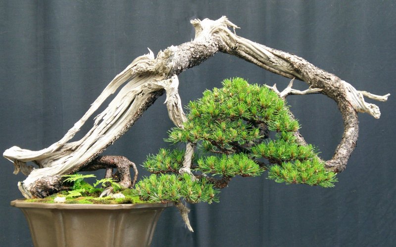 Bonsai Carmona Mini