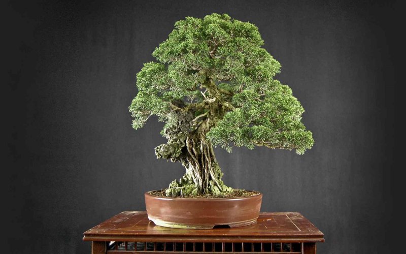 Fagus sylvatica бонсай
