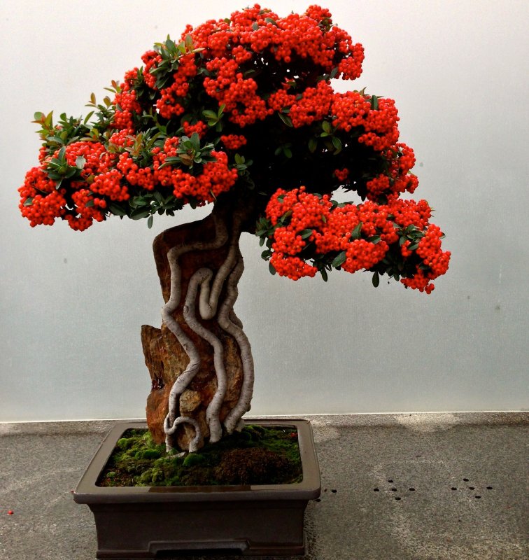 Acer palmatum Atropurpureum