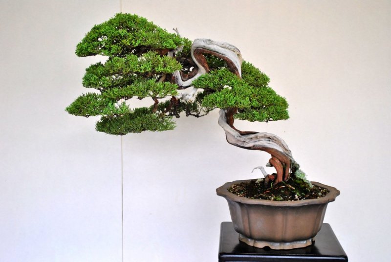 Learine the Ancient Art of Bonsai