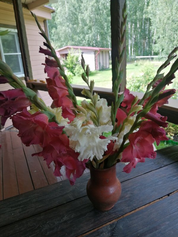 Клумба с гладиолусами