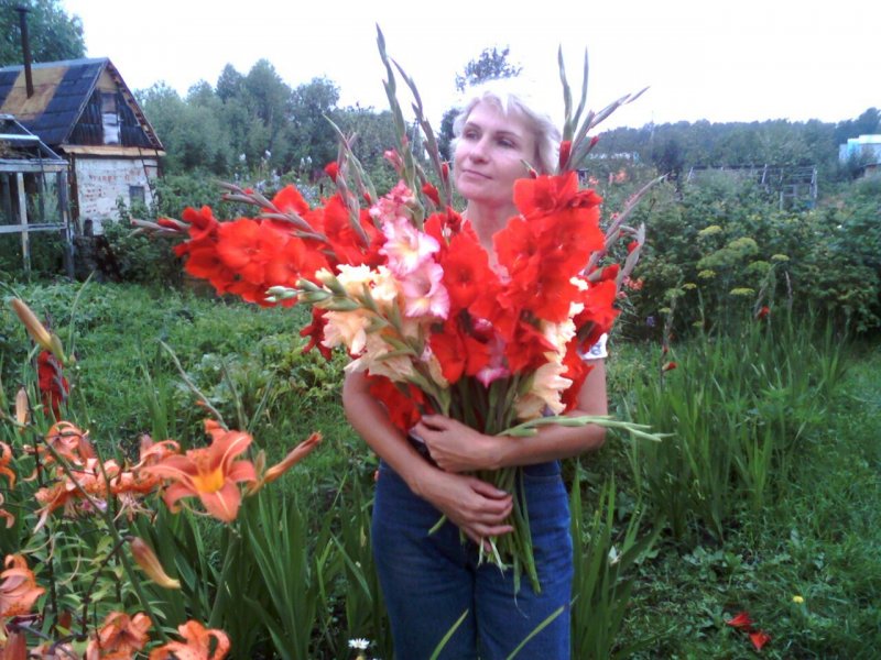 Миксбордер с гладиолусами