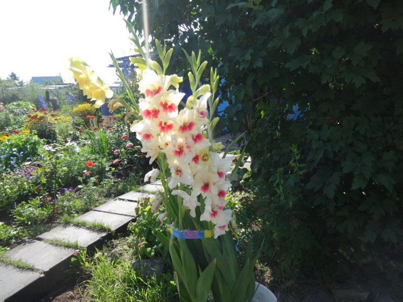 Китайский Гладиолус фото