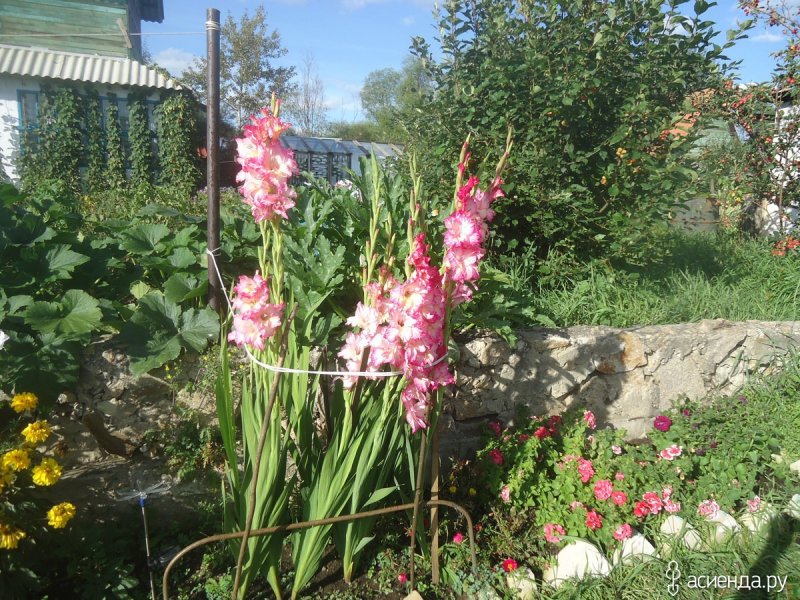 Клумба с гладиолусами