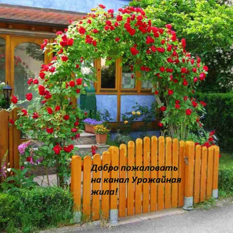 Арка на даче с цветами