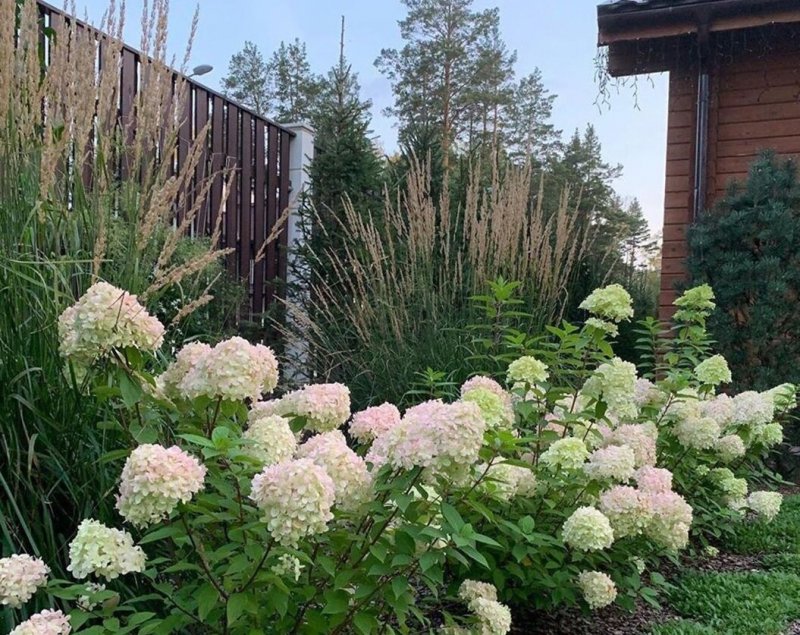 Гортензия изгородь самшит