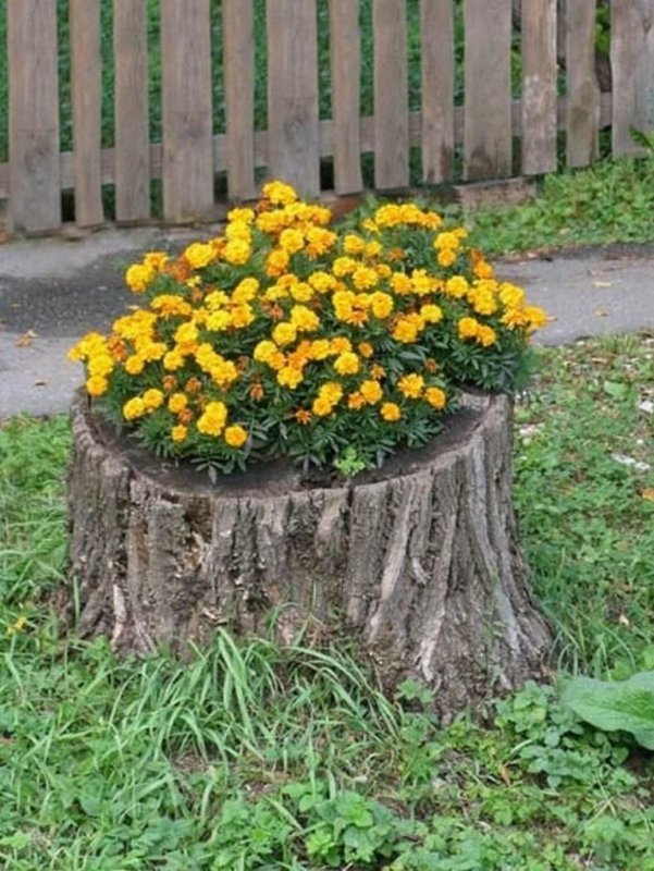 Клумба из пня