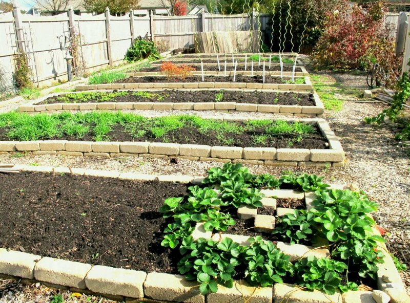 Best Annual Flowers for raised Beds
