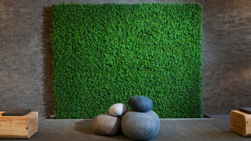 Мшанка шиловидная "Green Moss" (Грин Мосс)