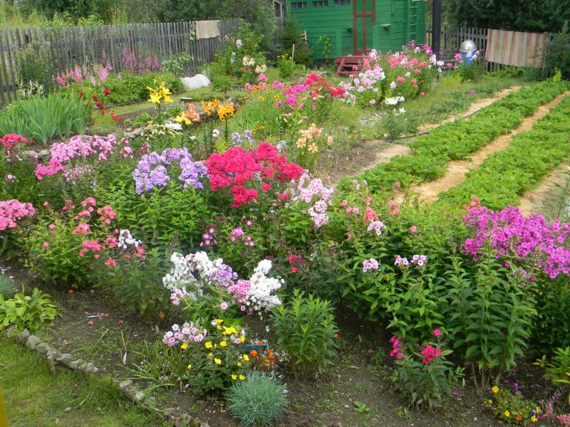 Розы и Флоксы в клумбах