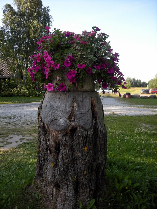 Деревце из пенька