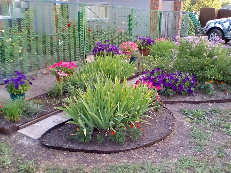 Заснеженные городские клумбы