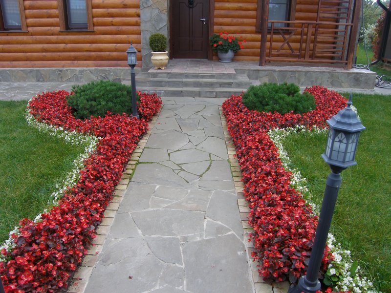 Кохия вдоль дорожек