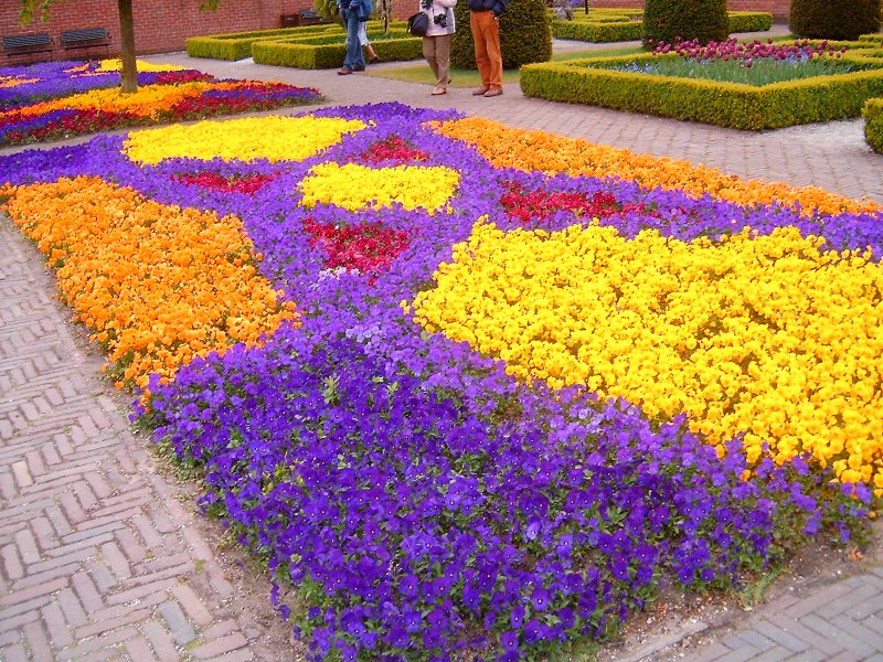 Жароустойчивые цветы для клумбы