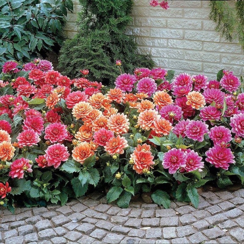 Георгины Dahlia Mix