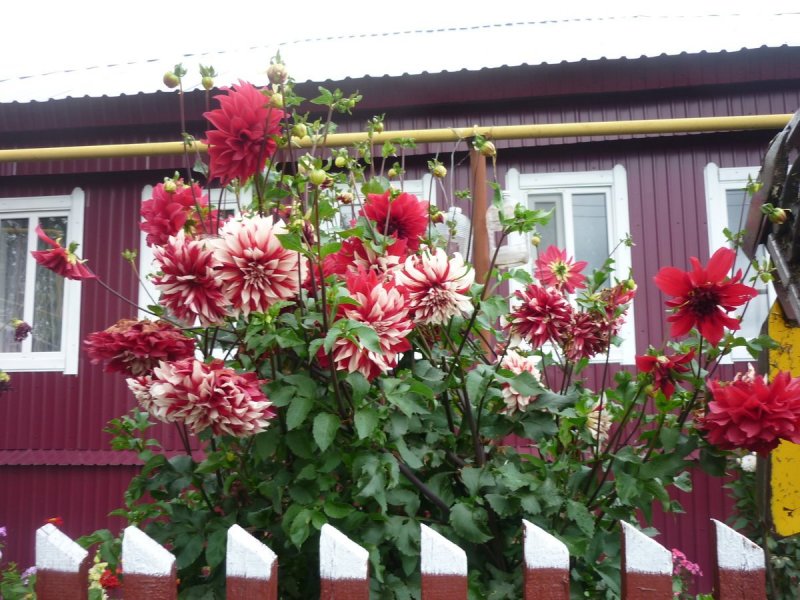 Космея в миксбордере