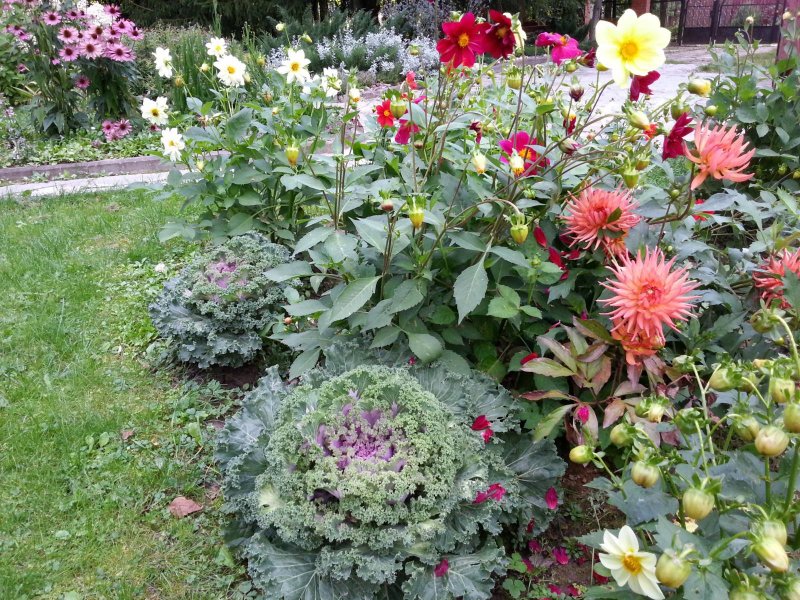 Георгин Dahlia Holland Festival