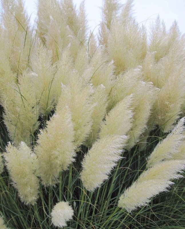 Кортадерия Cortaderia selloana Golden Goblin