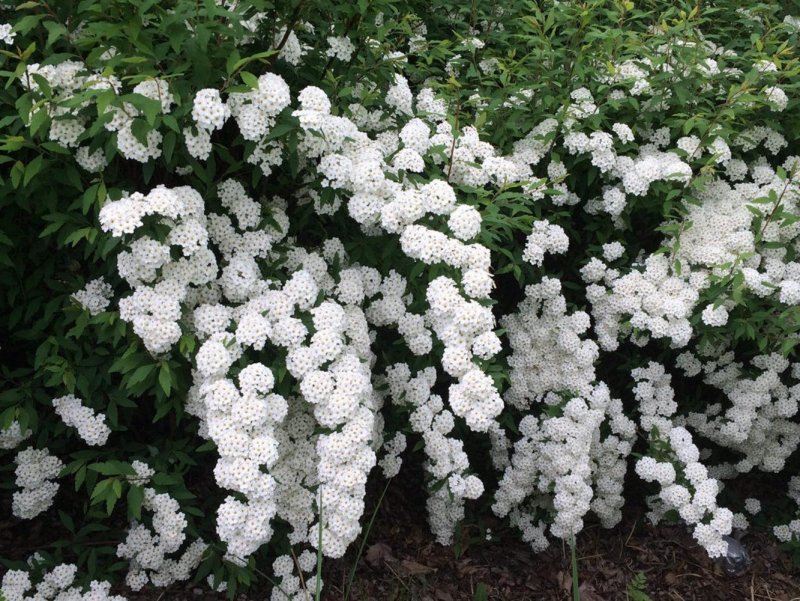 Спирея Ван-Гутта (Spiraea vanhouttei)