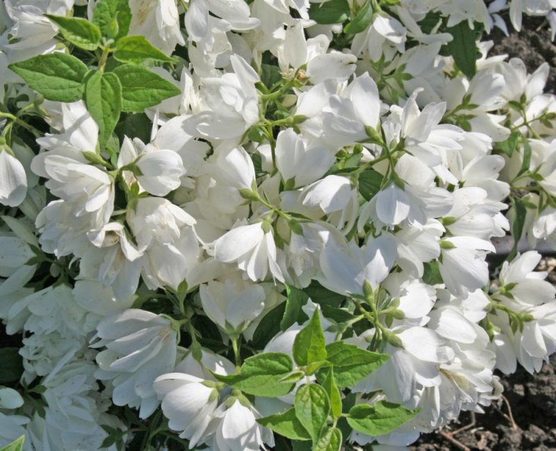 LSA Pearl