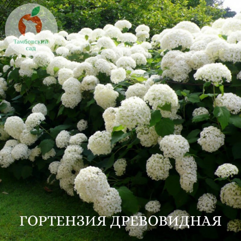 Гортензия Анабель изгородь