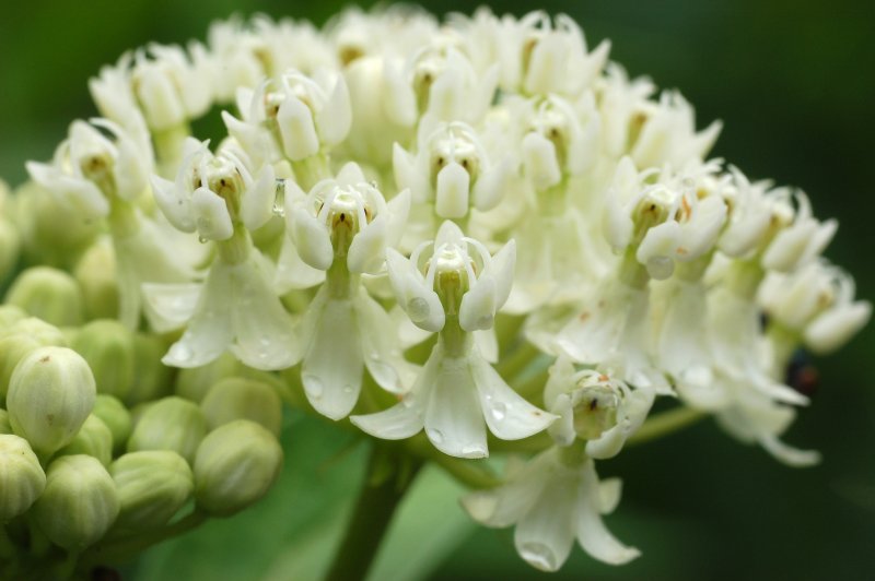 Асклепия, ваточник (Asclepias)