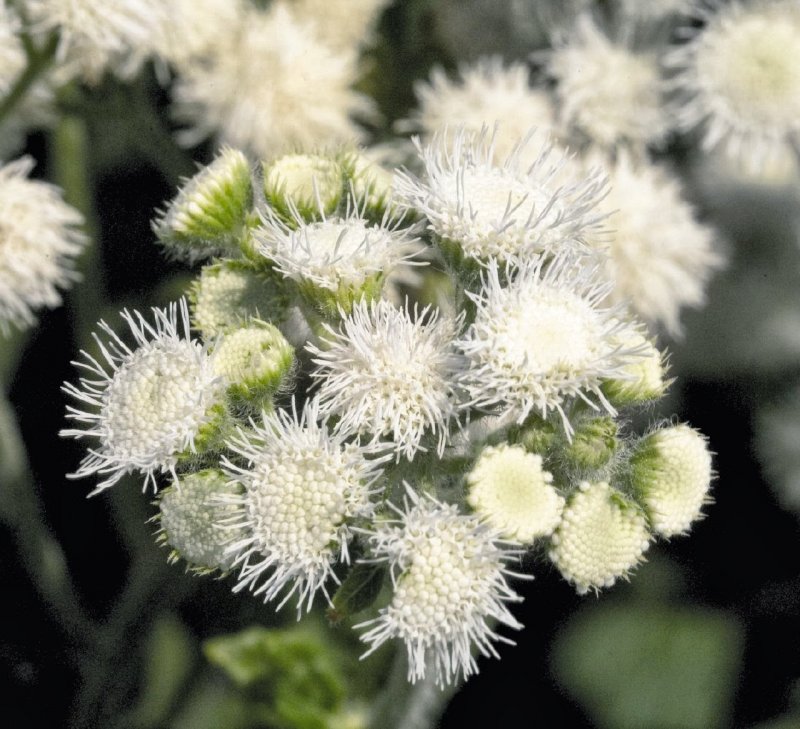 Аллиум Мон Блан Allium Mont Blanc