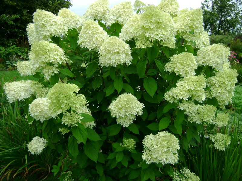 Волжанка dioicus (Sylvestris)