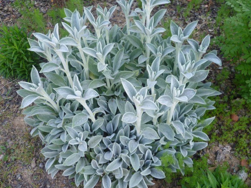 Чистец шерстистый (Stachys Lanata)