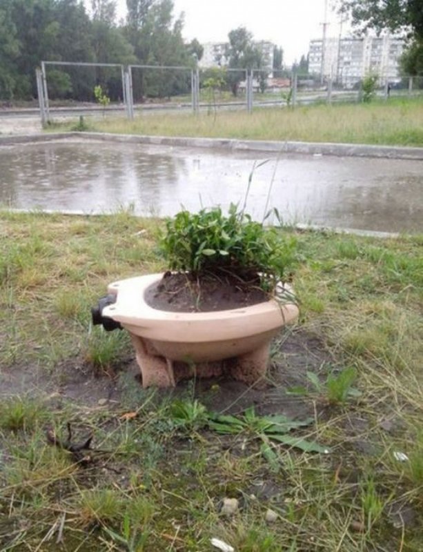Клумба из унитазов приколы