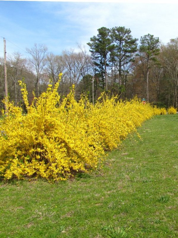 Форзиция (Forsythia)