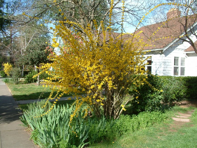 Forsythia x Intermedia